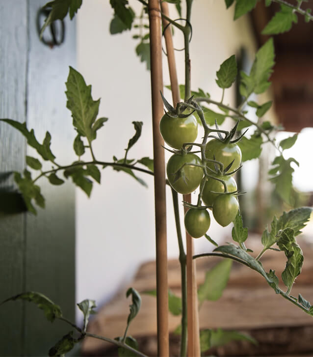 Grüne Tomaten im Kräutergarten