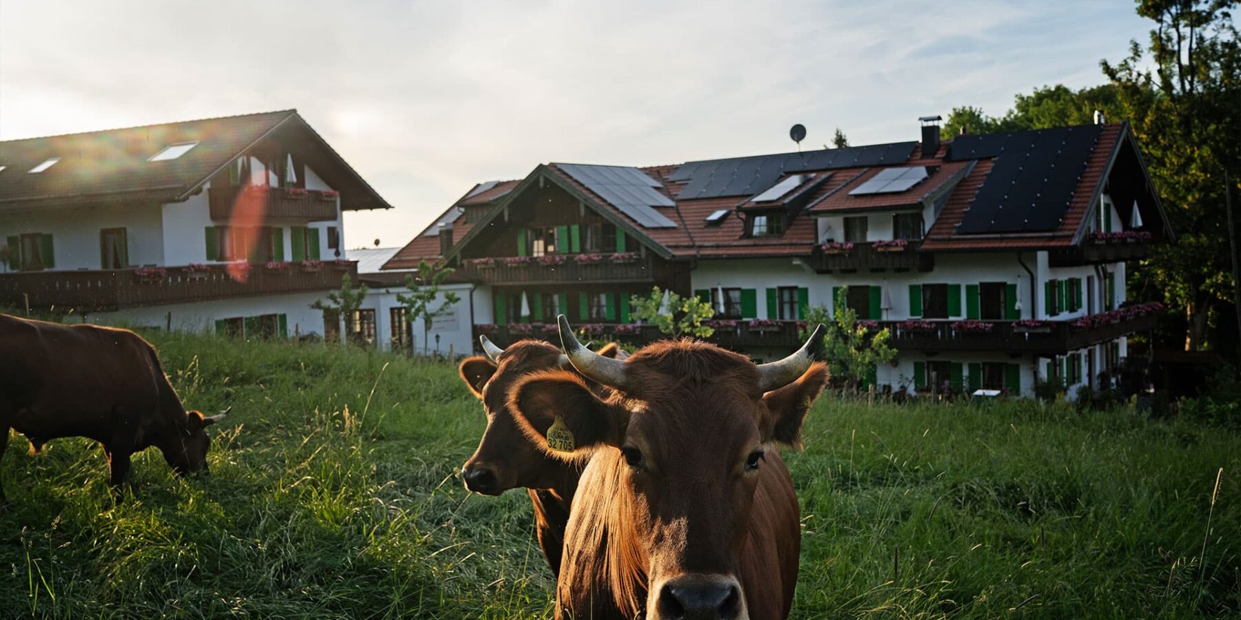bio-kurhotel-bayern-ochsen Our organic farm has been managed and run with love by us in the 5th generation. It is in harmony with nature and certified by Naturland. This has always been a great matter of heart for us at Bio-Kurhotel moor & more.